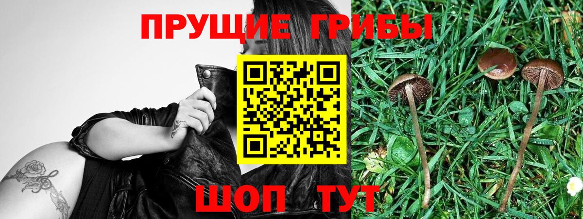 Псков  Псилоцибиновые грибы ЛСД  Вход с VPN 